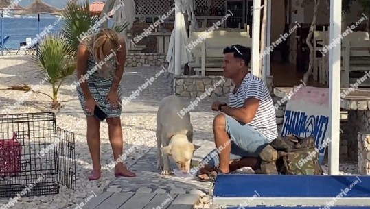 Me gomone për të shpëtuar qenin e braktisur, gjesti i çiftit nga Tirana gjatë pushimeve në Karaburun! Gerdi dhe Redona: Pinte ujë deti, tashmë të ketë një fat të mirë