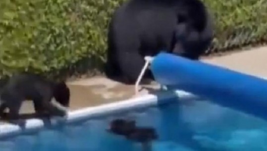 Video/ Temperatura rekord në Kanada,  arinjtë zhyten në pishinë për ti rezistuar të nxehtit 