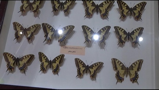Çelet ekspozita e koleksionit të fluturave në Divjakë! Ekspozohen 500 specie fluturash e molusqesh! Studiuesi Hila: Pasion që e ndjek prej 15 vitesh