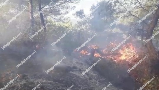 Zjarr në një pyll në Mamurras, digjen 3 hektarë 