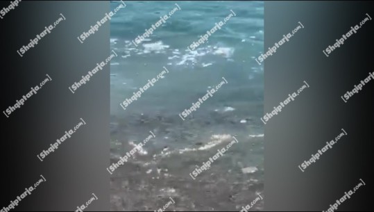 Qytetari denoncon në Report Tv: Në plazhin e Livadhit janë derdhur ujërat e zeza, pushuesit dolën nga deti