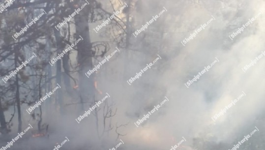 Përfshihet nga flakët 1 hektar pyll në Korçë, zjarri aktiv prej 4 ditësh