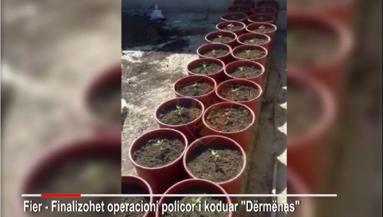 Kanabis në vazo lule, arrestohen babë e bir në Fier (VIDEO)