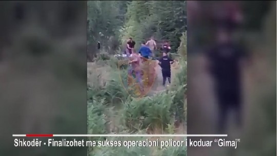 Kultivuan kanabis në pyll, arrestohen 6 persona në Shkodër, shpallen në kërkim 2 të tjerë! Momenti kur efektivët 'mësyjnë' me vrap nëpër parcelë dhe i kapin trafikanët në gjumë