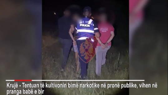 Kultivuan lëndë narkotike në një pronë publike, arrestohen babë e bir në Krujë