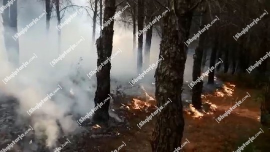Përfshihet nga flakët pylli i Kreshpanit në Fier, zjarri përpin pyjet! Forcat zjarrfikëse me mjete rrethanore punojnë për shuarjen flakëve