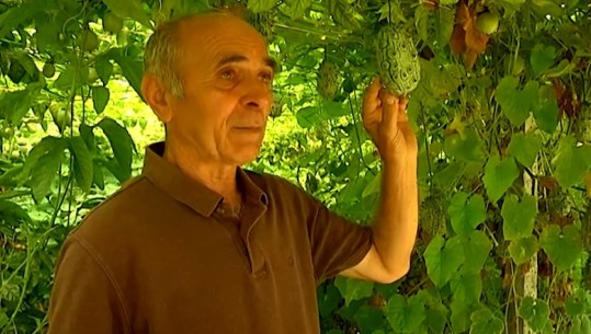 Irakli Shkoza, fermeri që u kthye nga SHBA dhe solli frutat ekzotike në Divjakë! Farat nga Afrika dhe Amerika Latine kultivohen në fushën më pjellore të Shqipërisë