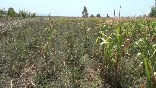 Thahen parcelat me misër në Shullaz të Kurbinit, fermerët: Jemi pa pikën e ujit