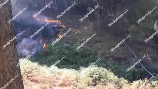 Dy vatra zjarri në Cakran të Fierit, 150 metra larg tij ndodhen 2 banesa! Flakët djegin pyjet e Gjorgosit, ende asnjë ndërhyrje nga ajri