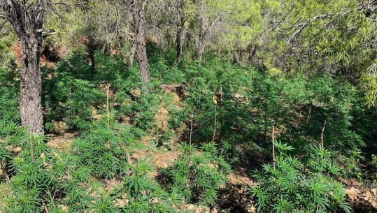 Kultivuan 18 mijë rrënjë kanabis në pyjet e Spanjës, Policia godet grupin e shqiptarëve! 7 të arrestuar mes tyre edhe drejtuesi