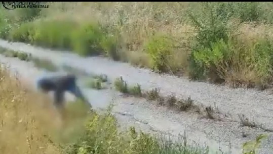 Arrestohet fermeri në Itali, filmohet nga kamerat duke i vënë zjarrin fushës së thatë dhe largohet me vrap