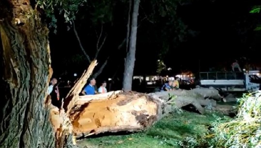 Stuhi e fortë ere në Pogradec, thyhen pemët në parkun e qytetit dhe në Drilon