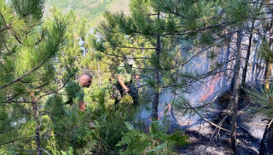 Zjarr në pyje dhe sipërfaqe toke, arrestohen 2 persona në Lushnje dhe Kavajë, procedohen 2 të tjerë 