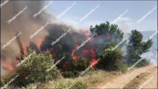 Zjarret në Kukës, Gjirokastër e Dibër/ I vunë flakën bimëve dhe u doli nga kontrolli duke djegur pyje, 2 të arrestuar dhe 3 nën hetim, mes tyre 2 të mitur