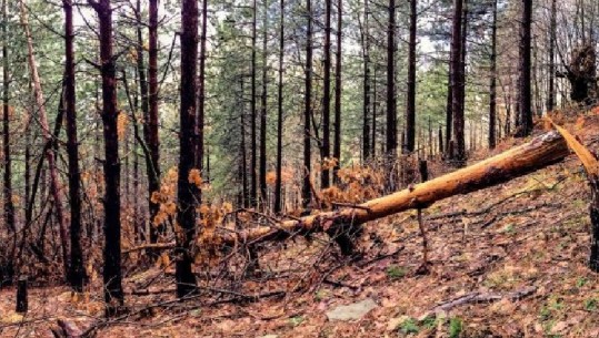 Krime mjedisore/ Zjarre dhe prerje e paligjshme e pyjeve, arrestohet 1 person 5 të tjerë procedohen penalisht në Elbasan 