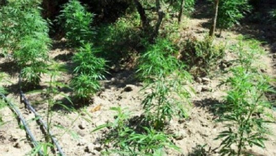 Kultivonte kanabis në një zonë të pyllëzuar në Lezhë, pas hetimit 1-mujor policia arreston një person 