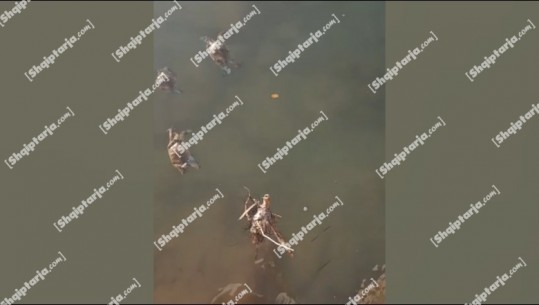 Gjendet një numër i madh gaforresh të ngordhura në Kanalin e Vivarit në Butrint, peshkatarët: Prania e tyre zhduku midhjet