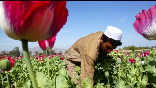 Në 20 vite lufte në Afganistan është katërfishuar sasia e opiumit dhe tani eksportohet heroinë! Gabimet e SHBA-së dhe strategjitë e talebanëve për të zvogëluar prodhimin që të ruajnë çmimin aktual