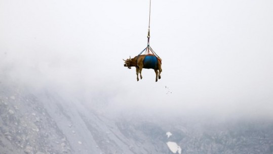 Ndodh për herë të parë, lopët 'fluturojnë' në qiellin zviceran (VIDEO+FOTO)