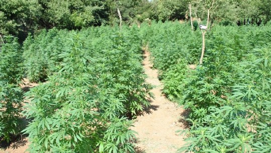 Policia operacion anti-kanabis në Shkodër, zbulohen disa parcela të mbjella me bimë narkotike, arrestohen 4 persona