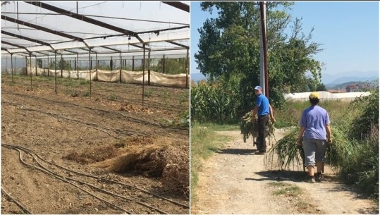 Fermerët e Elbasanit, prodhuesit e perimeve i hedhin ato në rrugë: S’arrijmë të shesim 