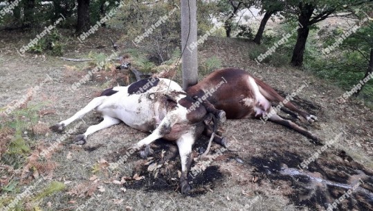 Telat në tokë, 3 lopë ngordhin pasi bien në kontakt me energjinë në Shëngjergj! Denoncimi në Report Tv: Na rrezikohet jeta prej neglizhencës