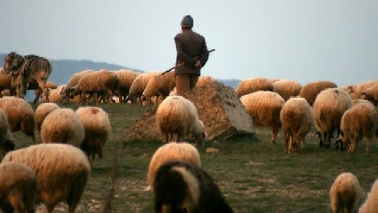 I vodhi grekut 40 krerë bagëti dhe i solli në Shqipëri, arrestohet çobani