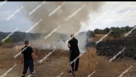 Zjarri i qëllimshëm në Shtylla dhe në Levan të Fierit, shkakton dëme të mëdha ekonomike! Digjen qindra rrënjë ullinj