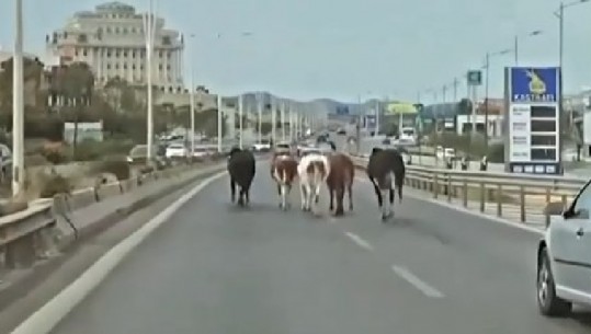 VIDEOLAJM/ 'Trafik' në autostradën Tiranë-Durrës, lopët 'marrin rrugën' në këmbë drejt bregdetit
