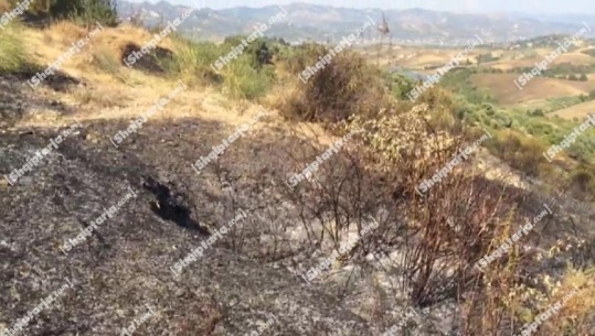 Ndezi mbeturinat në tokën e tij, zjarri doli jashtë kontrollit dhe dogji 10 hektar në Lushnje, në pranga autori