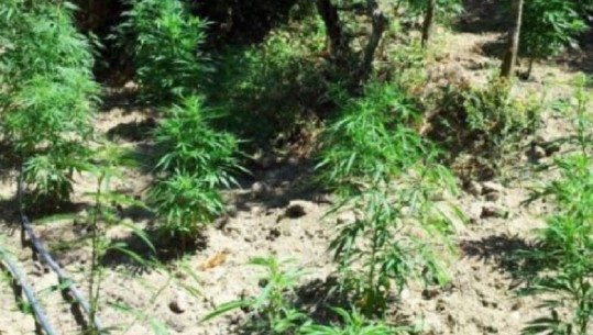 Kultivonte bimë narkotike në bahçen e shtëpisë, arrestohet 1 person në Memaliaj