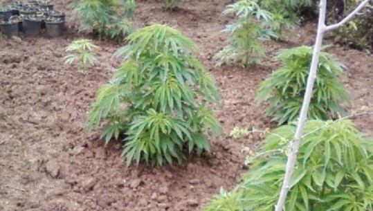 Kultivonin bimë narkotike në Zall-Bastar, në pranga 2 persona në kërkim një tjetër! Nis hetimi edhe për kryeplakun e fshatit