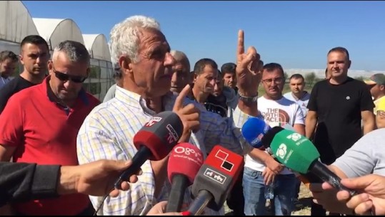 Fermerët e Roskovecit ngrihen në protestë: Na mashtruan, fara të skaduara! Prodhojnë domate të prishura
