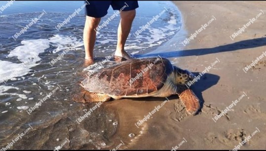 VIDEO/ Breshka gjigante del në bregdetin e Semanit, mahniten pushuesit! Veterineri e merr në krahë dhe e ndihmon të notojë
