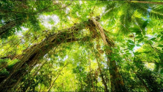 Australi/ Pylli 180-vjeçar një pasuri botërore i mbrojtur nga UNESCO