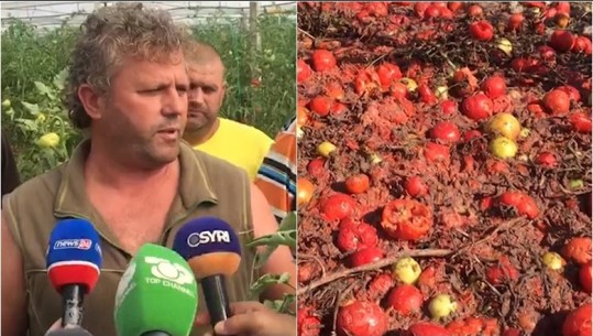 Kalben domatet në sera, fermerët e Roskovecit në protestë: Fara ka qëlluar e skaduar, ministria e Bujqësisë na ka braktisur! Të na dëmshpërblejë