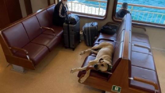 Shoku më i mirë i udhëtarëve në metro dhe tragete, qenushi Boji përdor transportin publik dhe ‘çmend’ Stambollin 