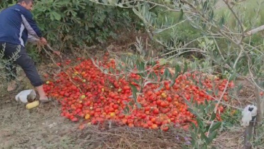 Probleme me fidanin e domates, fermerët në Roskovec: Prodhimi me cilësi të dobët, nuk na e marrin te pikat e grumbullimit! Shteti na ka braktisur, të na dëmshpërblejë