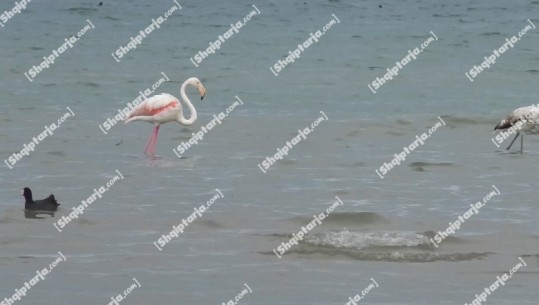 Flamingot rikthehen në liqenin e Ohrit dhurojnë spektakël