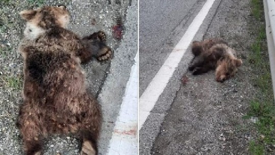Pamje të rënda/ I gjakosur, gjendet i ngordhur në cep të rrugës Elbasan-Librazhd një ari i murrmë