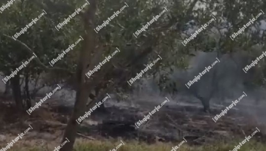 Zjarr i përmasave të mëdha në fshatin Malinat në Berat, digjen 3 ha plantacione me ullinj, dyshohet i qëllimshëm, ende vatra aktive 