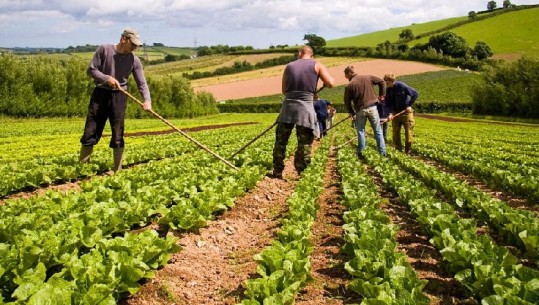 Ndryshon skema e bujqësisë, propozimi i Ministrisë së Financave: Të hiqet kompensimi 6% i TVSH-së për fermerët