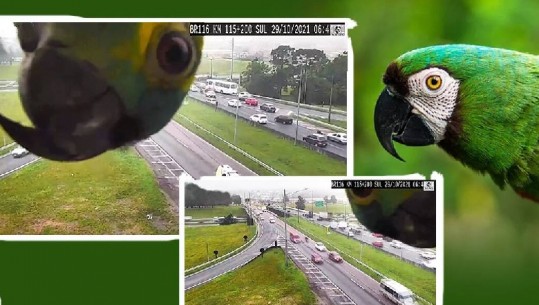 ‘Veshi’ trafikun e Brazilit me ngjyra, papagalli lozonjar del në kamerën rrugore dhe bëhet viral  (VIDEO)