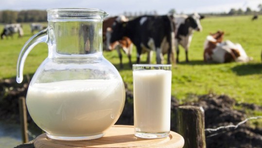 Tërhiqet qeveria, fabrikat nuk taksohen për qumështin pluhur! Përjashtohen prodhimet me etiketë të miratuar nga AKU