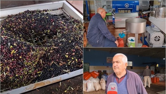 Fermerët e Roskovecit: Nuk kemi treg për vajin e ullirit! Mbiprodhimi, këtë vit vaji i ullirit shitet me 500 lekë/litër
