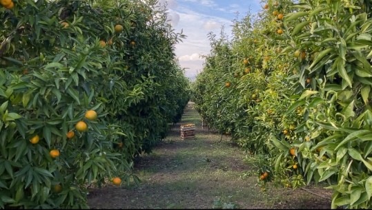 Mandarina e Konispolit gjen treg të sigurt në Kosovë
