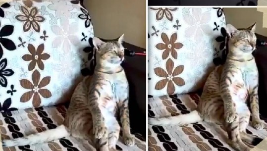 Kërcen dhe shijon muzikën me sy mbyllur, macja e veçantë ‘çmend’ rrjetin (VIDEO)