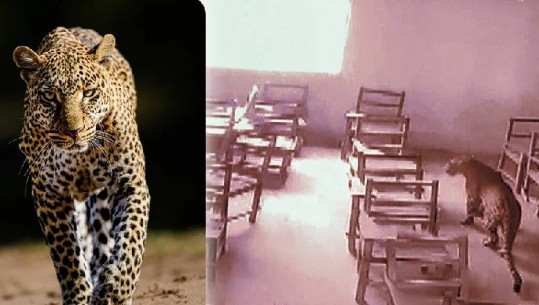 E frikshme, leopardi hynë në shkollë ‘alarm paniku’ në Indi, lëndohet një djalë (VIDEO)