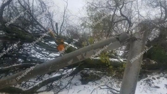 Korçë, fshati Panarit prej 5 ditësh pa drita! Bora e dendur ka dëmtuar rrjetin e shpërndarjes, OSHEE në terren 