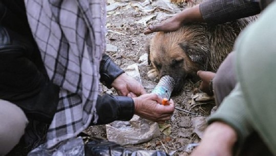Talebanët u zotuan se do të zhduknin heroinën, por tashmë afganët po drogojnë edhe qentë (FOTO)